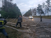 Дерево заблокувало рух транспорту на автодорозі Сарни-Рівне (ФОТО)