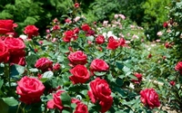 У місті на Рівненщині висадили сотню троянд (ФОТО)
