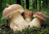 Їстівні та отруйні гриби: 7 правил, які допоможуть уникнути смертельної помилки