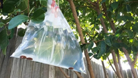 Нізащо не здогадаєтеся: навіщо садівники вішають на дерево пакет з водою? 
