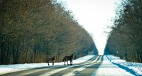 Вимирущий вид тварин показали у Чорнобилі