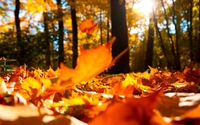 24 жовтня визначають погоду на зиму за листям: народні прикмети