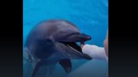 У мережі з'явилось відео, як дельфін вкусив дитину під час відвідування дельфінарію в Одесі (ВІДЕО)