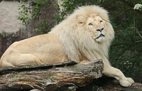 Білі леви з Франції тепер мешкають у Рівненському зоопарку (ФОТО/ВІДЕО)