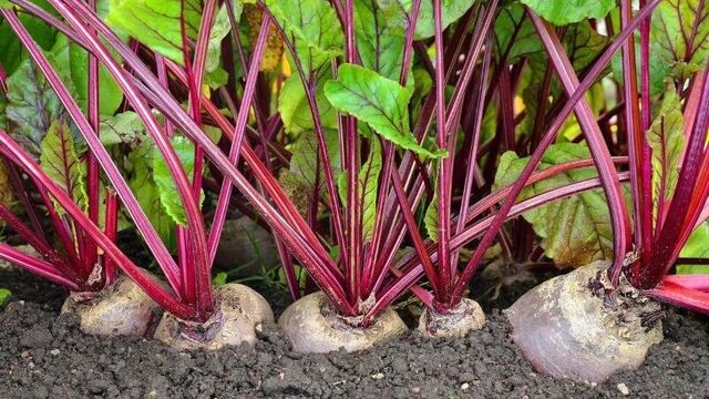 Не кислі й не водянисті: 3 сорти буряків, які гарантують солодкий врожай у 2026 році