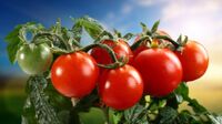 Чим полити помідори, щоб вони виросли солодкими: не всі дачники знають