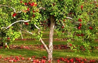 Липнева обробка плодових дерев: про що забуває багато господарів?