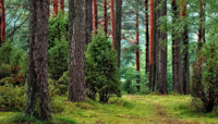 1 000 000 га лісу за 10 років: Рівненщина долучилася до масштабної президентської ініціативи з озеленення 