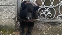 У Рівному пес вліз у металевий паркан і не зміг вибратися самостійно (ФОТО)
