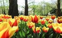 Щиро український вид тюльпанів вивели у Нідерландах (ФОТО)