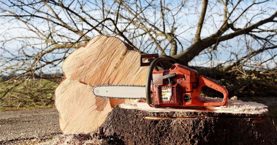 Масштабна розправа над лісом: на Рівненщині знищили понад 1500 дерев. Збитки – майже 5 млн