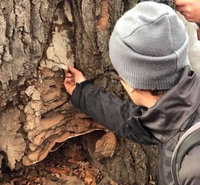 Київський арборист провів діагностику дерев у Рівному