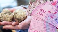 $330 000 за кілограм: де в Україні росте найдорожчий гриб у світі