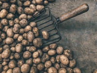 Уляна Супрун розповіла, як правильно викопувати картоплю (ФОТО)