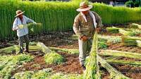 На Рівненщині шукають землю для вирощування конопель. Рівнерада готова надати 12 га посеред міста