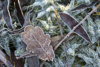 Зима готує сюрприз: Якої погоди чекати  в найхолоднішу пору року