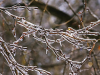 Красиві та небезпечні льодяні «квіти» з’явилися на деревах у центрі Рівного (ФОТО)