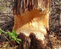 У Млинівському районі бобри погризли дерева (ФОТО) 