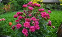 Копійчаний засіб для омолодження троянд: пишний цвіт протягом всього сезону – забезпечено