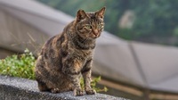 Як прогнати чужих котів зі своєї ділянки – без шкоди для тварин