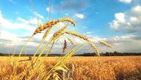 Що потрібно принести в дім 23 серпня, щоб рік не знати хвороб: народні прикмети