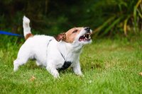 Чому собаки постійно гавкають: Про що вони хочуть попередити