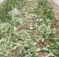 Понад 5 тисяч тюльпанів знову знищили у центрі Рівного (6 ФОТО)
