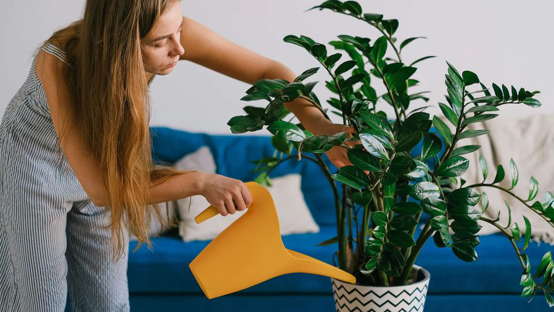 Полийте заміокулькас цим добривом — і рослина оживе на очах