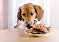 Чим годувати собаку, якщо немає корму