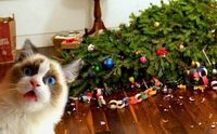 Чому коти так люблять перекидати новорічні ялинки: пояснення ветеринарів