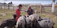 Турецький полковник завів на Рівненщині сотні овець (ВІДЕО) 