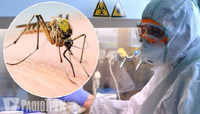 На Рівненщині – «серйозні проблеми у роботі біолабораторії»: Доведеться змінити стать 3000 комарів (ФОТО)