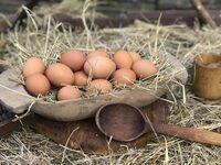 Головна відмінність сільських яєць від магазинних та їхня користь: про це знають одиниці