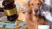 Українцям почали виписувати штрафи за утримання тварин вдома: що відомо