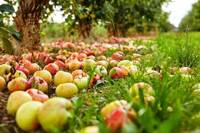 Поради, яких ви ще не чули: як використовувати опалі яблука?