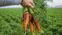 Як зібрати багатий урожай моркви: Секрети, про які не знають навіть досвідчені дачники