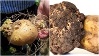 У сусідній Волині в картоплі виявили рак: чи небезпечний такий овоч? (ВІДЕО)