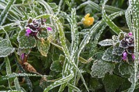 Заморозки до -3 градусів очікуються на Рівненщині