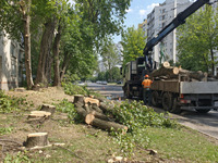 «Положили» майже всі дерева: у центрі Рівного - масштабна вирубка (ВІДЕО)
