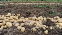 Вибирав картоплю і залишився без руки: на Рівненщині тяжко травмувався чоловік