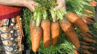 Чим підгодовують моркву, щоб була велика і не скручувалася