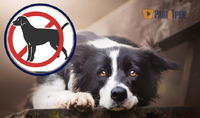 У Норвегії заборонили дві популярні породи собак: відомо, чому