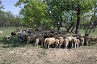 У фермера вкрали понад 200 голів худоби (ФОТО)