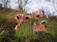 Унікальну квітку знайшли в Україні: Її бачать лише раз у житті (ФОТО)