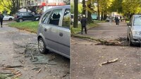 У Рівному біля 12-ї школи дерево впало на автомобіль (ФОТО)