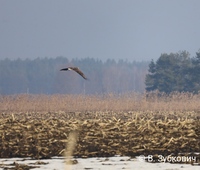 На півночі Рівненщини зафіксували три види червонокнижних птахів (ФОТО)