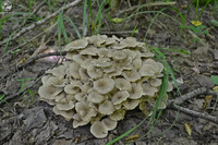 Неподалік Рівненщини знайшли рідкісний вид грибів