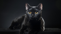 Чорні коти: Факти, які ви точно не знали про них