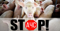На Рівненщині - черговий випадок африканської чуми у свиней