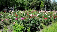 Алея троянд у Рівному наступної весни розквітне по-новому (ФОТО)